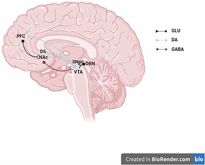 Crosstalk between the endocannabinoid and mid-brain dopaminergic systems: Implication in dopamine dysregulation